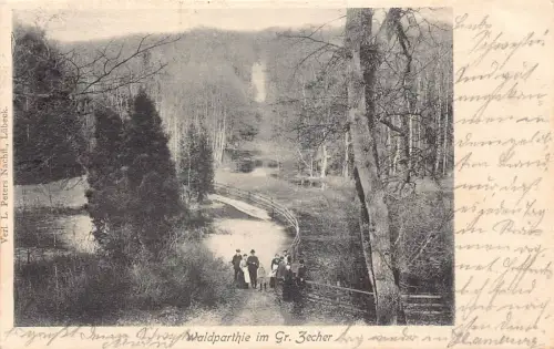 A179 Deutschland 1903 Waldansicht im Gr Zecher Wald alte Postkarte