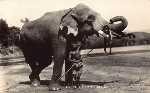 Ceylon Sri Lanka Tempel Elefant Ureinwohner Jungen ethnisch RPPC Vintage Postkarte B909
