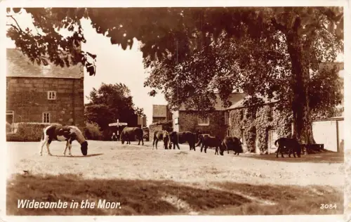L246 England 1955 Widecombe im Moor Pferde unter Baum Vintage Postkarte