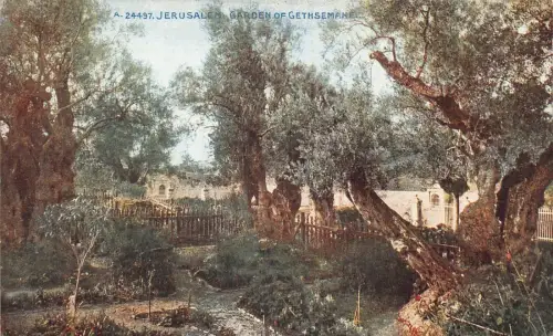 L285 Israel Jerusalem Garten der Gethsemane Bäume Vintage Postkarte