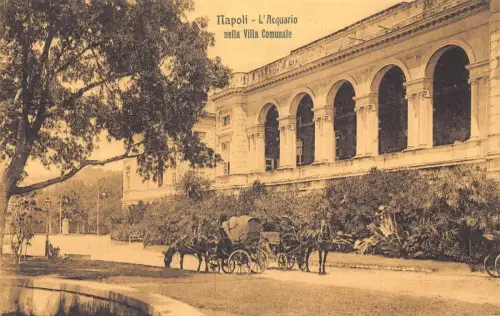A015 Italien Napoli Neapel L'Acquario nella Villa Comunale Pferdekutsche Postkarte