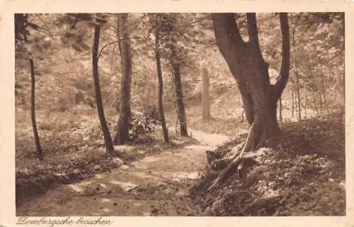 A207 Niederlande 1917 Domburgsche Bosschen Wald alte Postkarte