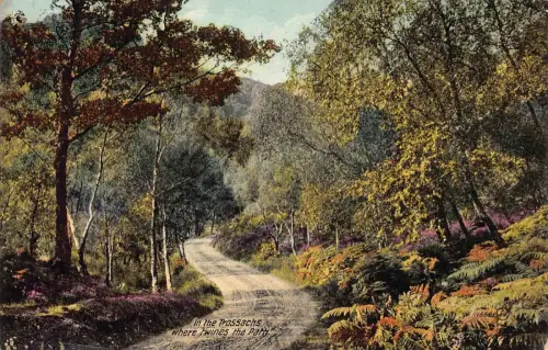 A032 Schottland In den Trossachs Wo sich der Weg bindet Forststraße Postkarte
