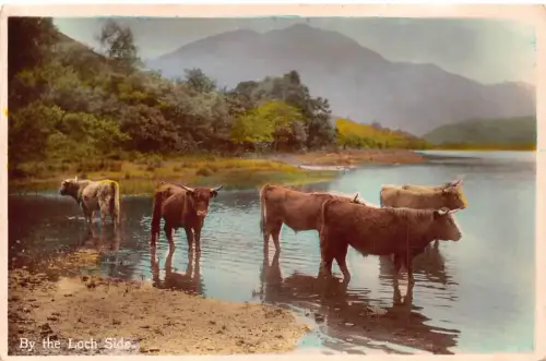 B116 Schottland 1934 am Loch Side Cattle RPPC Vintage Postkarte