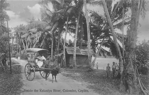 A832 Ceylon Sri Lanka Colombo neben dem Kelaniya Fluss Ochse Rikscha Postkarte
