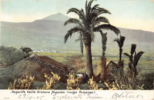 B490 Spanien 1905 Teneriffa Valle Orotava Nopales vulgo Fumeras Postkarte