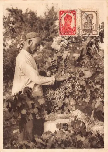 A035 Turkmenistan 1914 Ashabad Mann pflückt Trauben Weinberg ethnische Postkarte