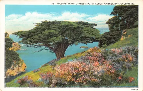 A848 US California Carmel Bay Point Lobos Old Veteran Cypress Vintage Postkarte