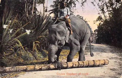 A045 Ceylon Sri Lanka 1924 Elefant at Work Vintage Postkarte