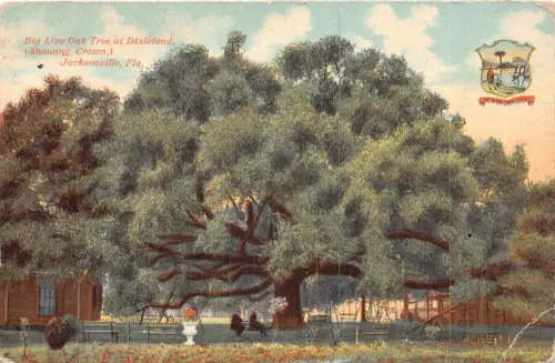 A856 USA große lebende Eiche in Dixieland Jacksonville Florida Postkarte