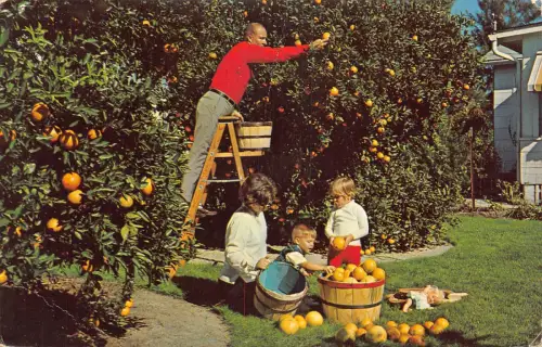 A856 USA 1975 Florida Einwohner genießen ihren Hinterhof orange Kinder Postkarte