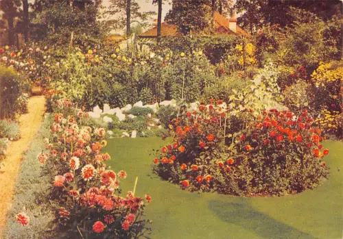 A860 Blumen Dahlien Chrysanthemmus Werbung De Reszke Zigaretten Postkarte