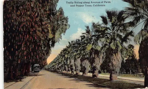 A862 USA 1914 California Trolly Riding along Avenue Palm and Pepper Tree Postkarte