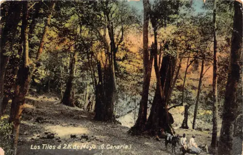 Spanien 1921 Los Tilos a 2K de Moya Gran Canaria Vintage Postkarte B933