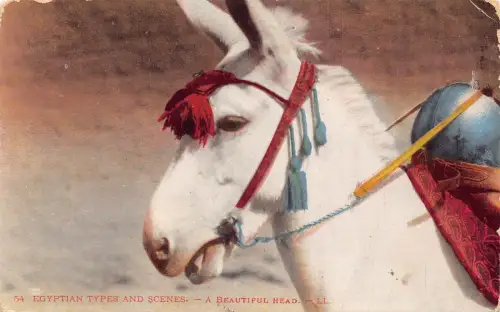 Ägypten Ägyptische Typen und Szenen schöner Eselskopf Postkarte B934