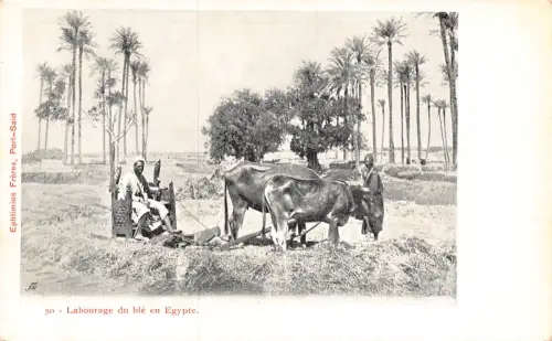 Ägypten Labourage du ble en Egypte Ochsenpflug Bauern Landwirtschaft Postkarte B934