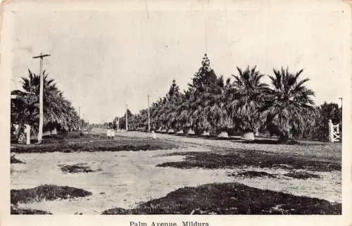 A866 Australien Palm Avenue Mildura Vintage Postkarte