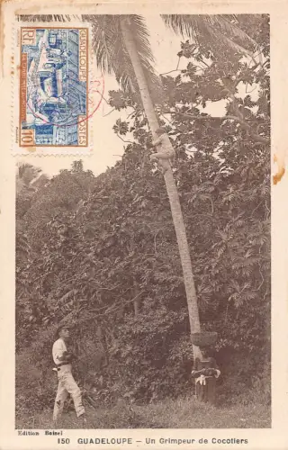 B156 Guadeloupe Un Grimpeur de Cocotiers Kokosnüsse Sammler Eingeborene Postkarte