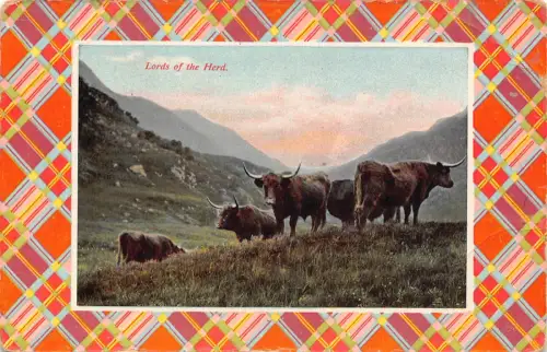 B141 Schottland Lords of the Herd Bulls Tartan Passepartout Vintage Postkarte