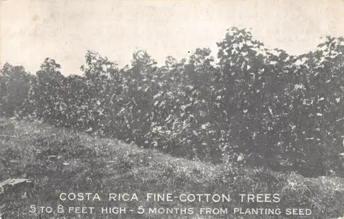 Costa Rica feine Baumwollbäume Vintage Postkarte B948