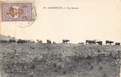 B156 Martinique Une Savane Rinder Bullocks Vintage Postkarte