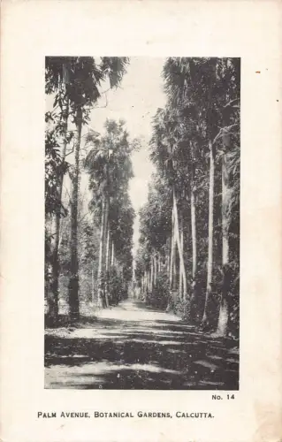 B156 Indien Kalkutta Palmenallee Botanischer Garten Vintage Postkarte