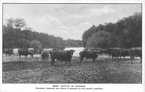 C006 Kanada, Rinder, alte Postkarte