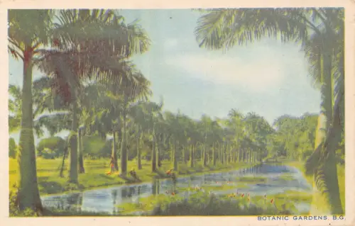 B623 Britisch Guayana Guyana Botanischer Garten Vintage Postkarte