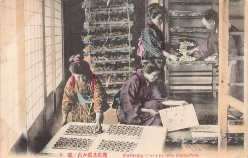 Japan Ureinwohner ethnische Mädchen reifen Kokons zu Schmetterlingen Postkarte B962