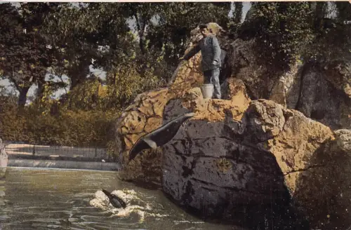 Deutschland Koeln a Rh Köln Zoologischer Garten Alligator Krokodil Postkarte B962