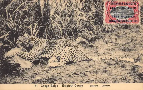 Belgisch Kongo Leopard Wildtier 1917 Postkarte B980