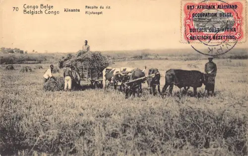 Belgisch Kongo Kisantu Reisernte Landwirtschaft Rinder Ureinwohner Postkarte B981