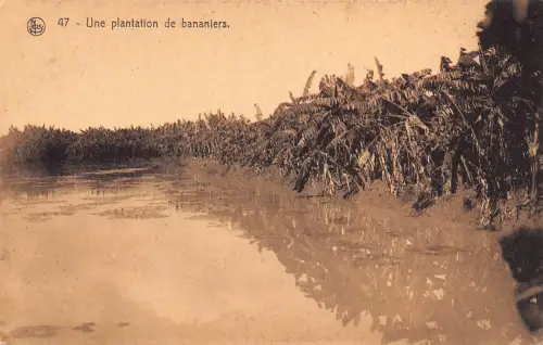 Belgisch Kongo Bananenbäume Plantage Postkarte B983