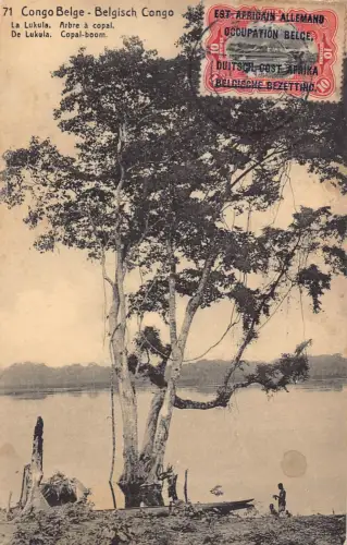 Belgisch Kongo 1911 La Lukula Arbre a Copal Tree Vintage Postkarte B984