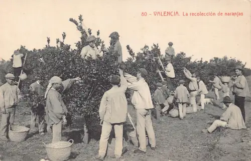 B661 Spanien Valencia La Recolecclon de naranjas Pesanten sammeln Orangen Postkarte