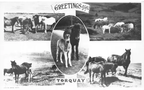 B178 England Grüße von Torquay Pferden RPPC Vintage Postkarte
