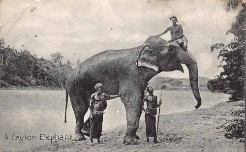 B668 Ceylon Sri Lanka Ureinwohner reiten Elefant ethnisch Vintage Postkarte