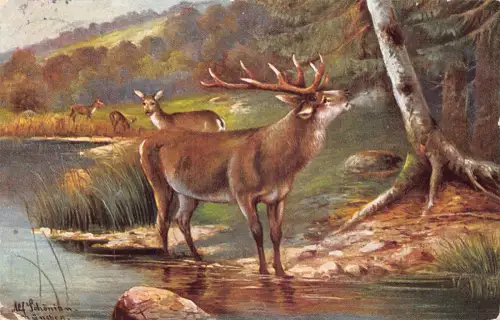 B189 Tiere 1908 Hirsch Rentier nahe Seenlandschaft Vintage Postkarte