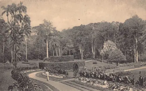 B201 Sri Lanka Ceylon Kandy Peradeniya Gardens Vintage Postkarte
