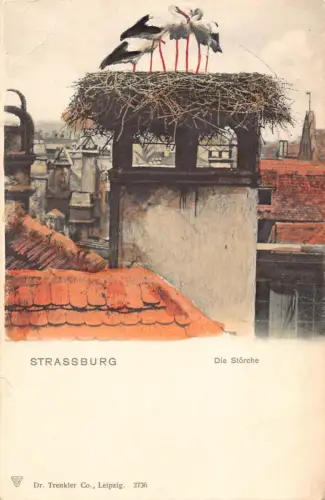 Frankreich Strassburg Straßburg Stoerche Störche Vögel Postkarte B994
