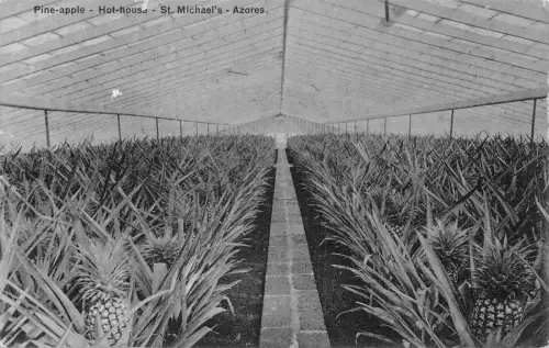 A927 Portugal St Michael Azoren Ananas Hot House Vintage Postkarte