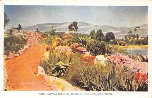B218 Südafrika Wildblumenreservat Caledon Veldblomtuin Vintage Postkarte