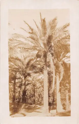B224 Irak Ureinwohner Schnitt Datum Baum Ethno RPPC Postkarte