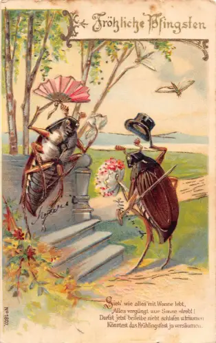 Pfingstgrüße 1903 vermenschlichtes Maikäferpaar Blumen geprägte Postkarte C318