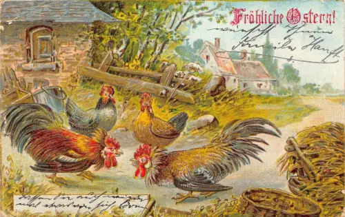 B259 Ostergrüße 1906 Hühner beobachten Henne kämpfen geprägte Postkarte