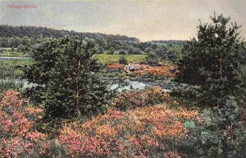 B264 Deutschland Palinger Heide Vintage Postkarte