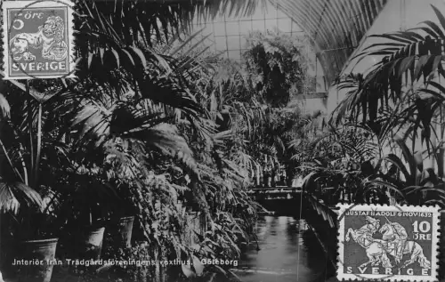 Schweden Interieur Tradgardsforeningens vaxthus Göteborg Garten Postkarte C349