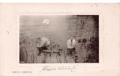 Russland 1909 Stolze Eltern Schwäne und Cygnets am Passepartoutsee Postkarte