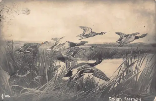 Russland 1914 Entenfamilie flieht aus Gras am See Kunst Postkarte