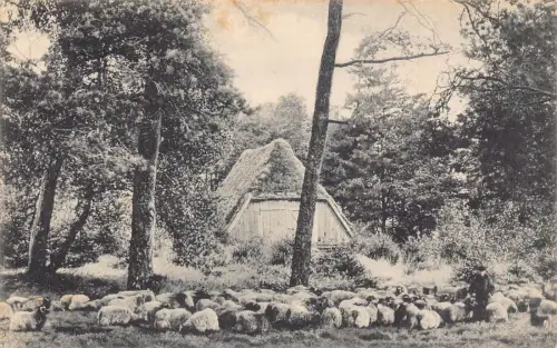 L320 Deutschland 1918 Lüneburger Heide Schnuckenstall mit Herde Schafe Postkarte